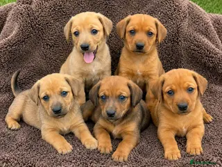 Mixed Breed dogs Dameranian - Advert 2