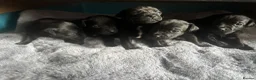 Patterdale Terrier dogs for sale: Patterdale terrier puppies  - Advert 10