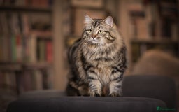 Siberian cats for sale: Exceptional Siberian Kittens - Waiting List Open - Image 16