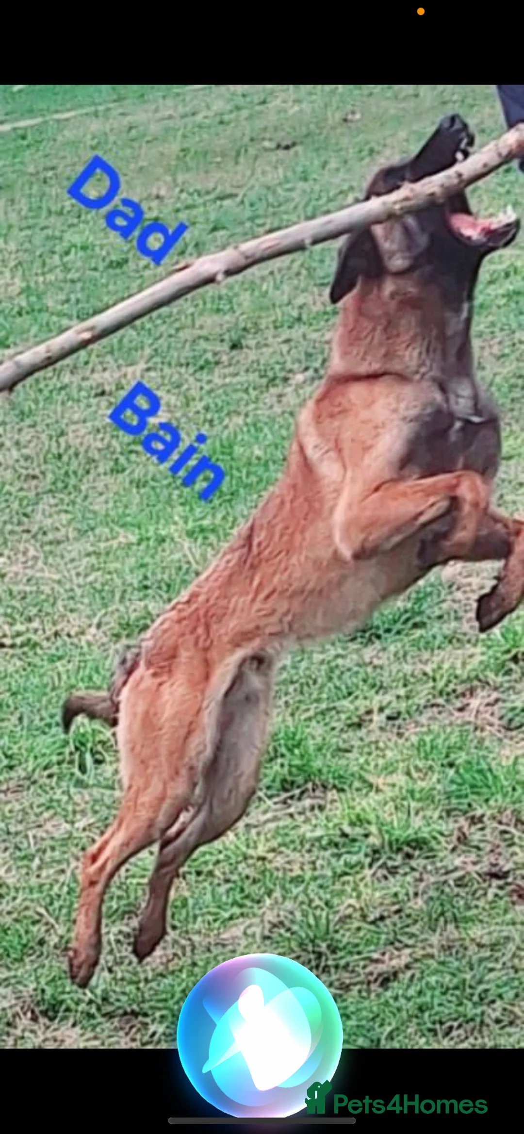 Mixed Breed dogs for sale: Belgian Malinois x Bullmastiff dog - Advert 7