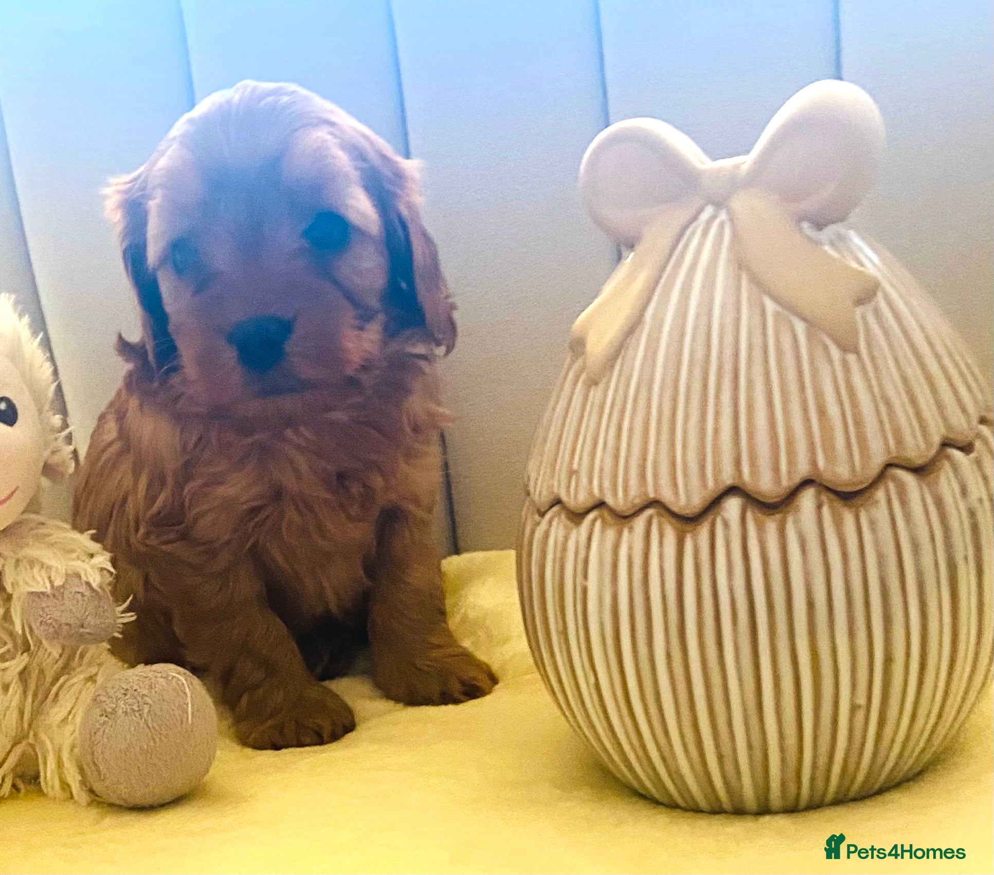 Cavapoo dogs Gorgeous Pretty F2 Cavapoo Puppies 🐾 - Advert 4