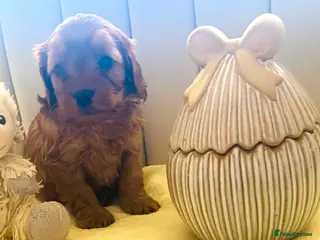 Cavapoo dogs Gorgeous Pretty F2 Cavapoo Puppies 🐾 - Advert 4