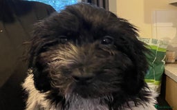 Cockapoo dogs for sale: F1b beautiful girl  - Image 26