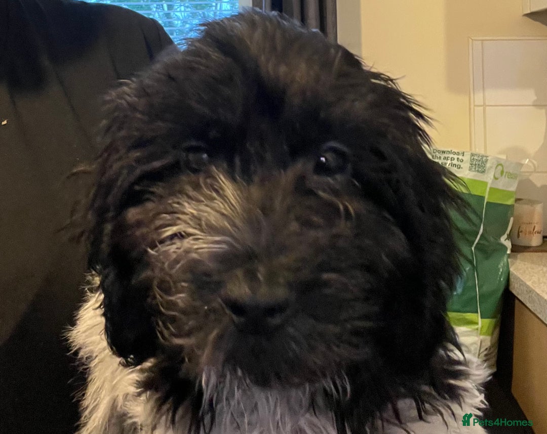 Cockapoo dogs for sale: F1b beautiful girl  - Image 26