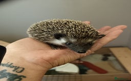 Pygmy Hedgehog rodents for sale: african pygmy hedgehogs - Image 1