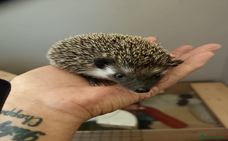 Pygmy Hedgehog rodents - Advert 6