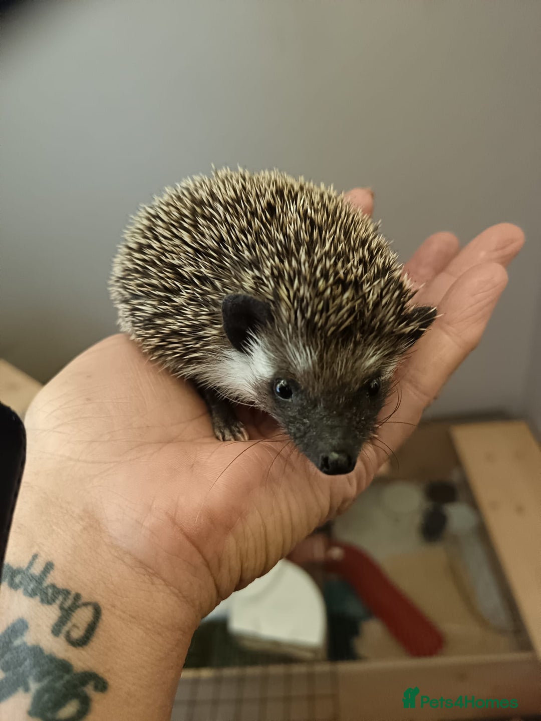 Pygmy Hedgehog rodents for sale: african pygmy hedgehogs - Image 1