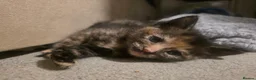 Mixed Breed cats for sale: 3 beautiful babies looking for forever homes - Advert 11