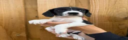 Mixed Breed dogs for sale: Bedlington whippet x springer spaniel puppys - Advert 15