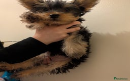 Yorkshire Terrier dogs for sale: Little boy  - Image 5