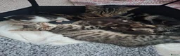 Mixed Breed cats for sale: Gorgeous tabby kittens - Advert 3
