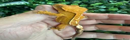 Gecko reptiles for sale: Crested Gecko - Advert 8