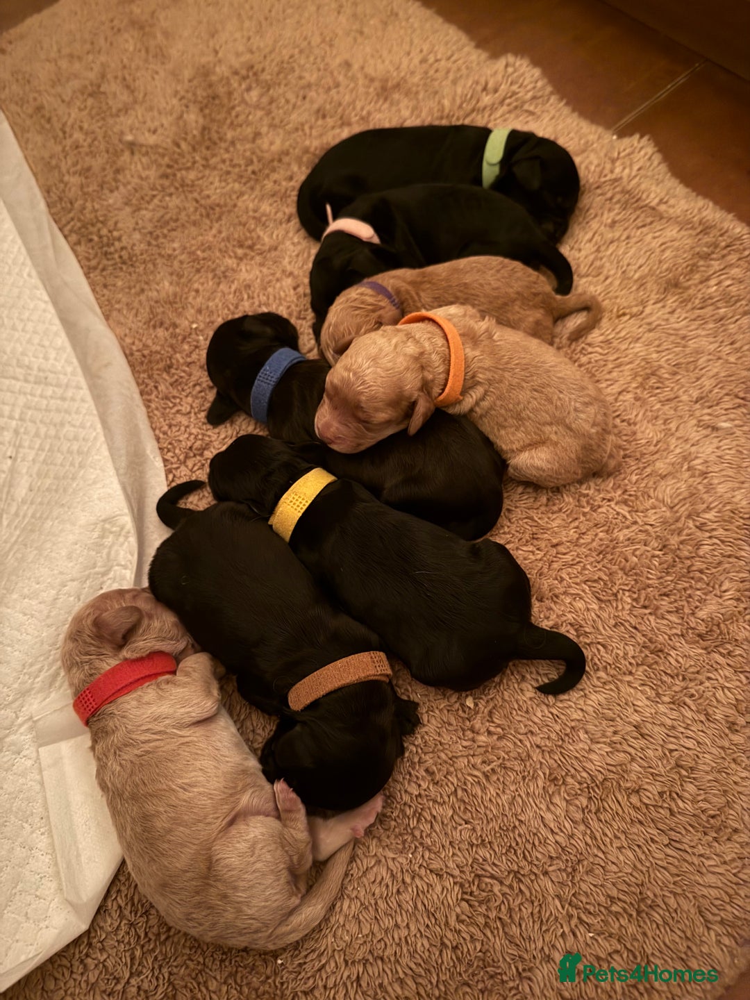 Cockapoo dogs for sale: Beautiful f2 cockapoos puppies 5 girls 3 boys  - Advert 4