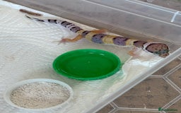 Leopard Gecko reptiles for sale: Leopard geckos baby leopard geckos  - Image 3
