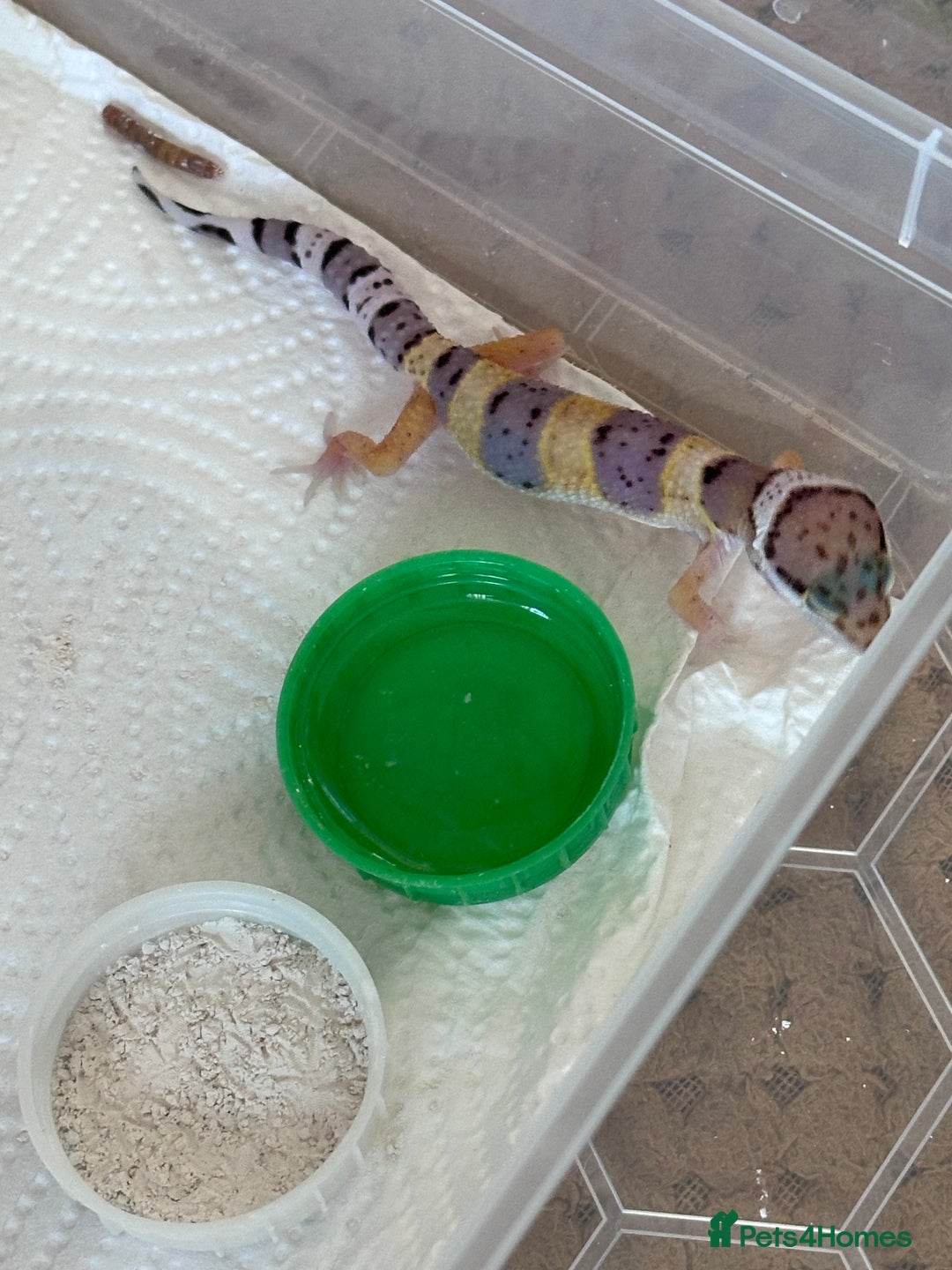 Leopard Gecko reptiles for sale: Leopard geckos baby leopard geckos  - Image 3