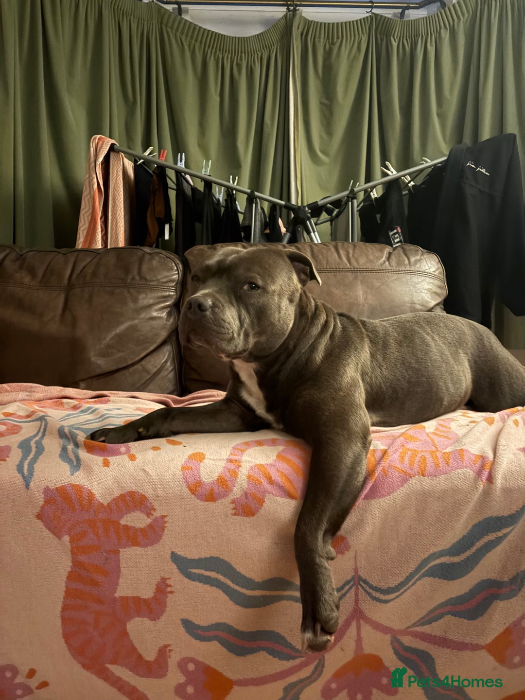 Staffordshire Bull Terrier dogs for stud: Staffy boy for stud - Advert 7