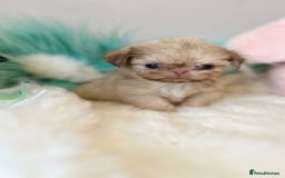 Shih Tzu dogs for sale: ONE PUPPY AVAILABLE READY NOW - Image 19