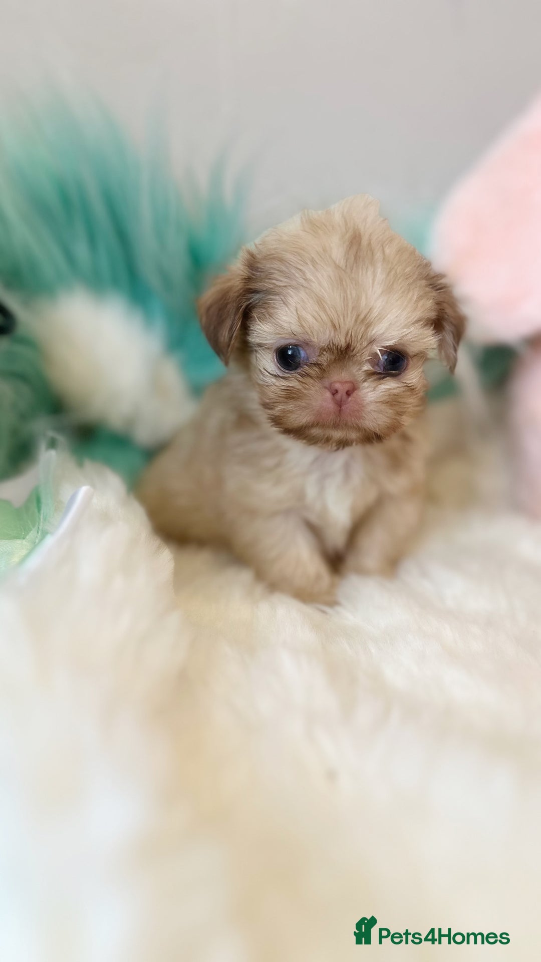 Shih Tzu dogs for sale: ONE PUPPY AVAILABLE READY NOW - Image 19