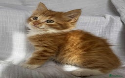 Mixed Breed cats for sale: Last black female left Turkish angora cross kitten - Image 19