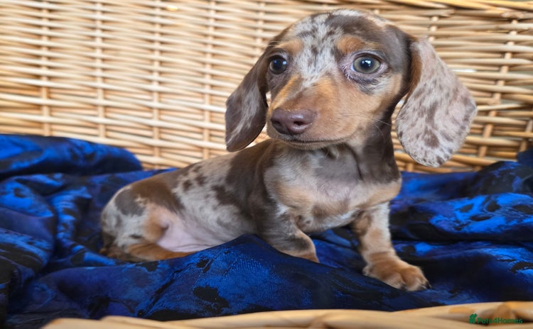 Miniature Dachshund dogs - Advert 4