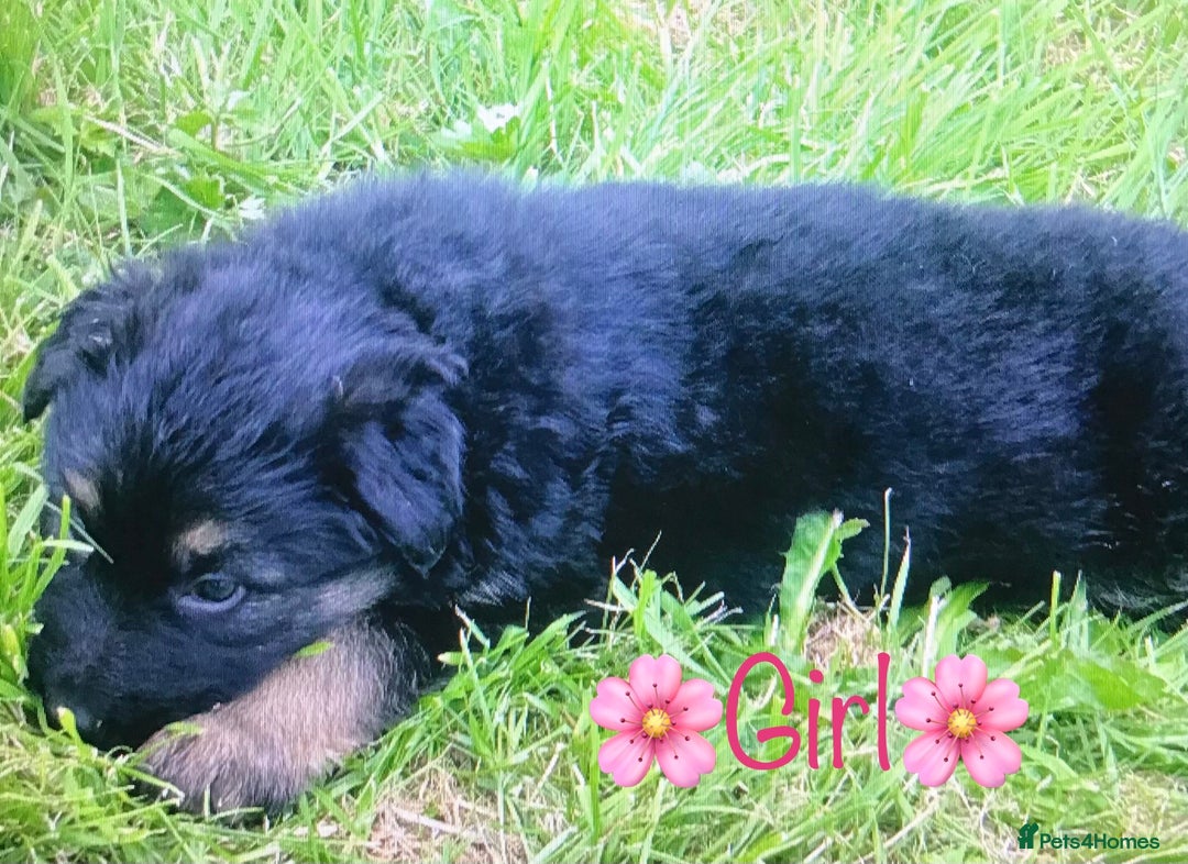 German Shepherd dogs for sale: chunky longhaired GSD pups for sale - Advert 3