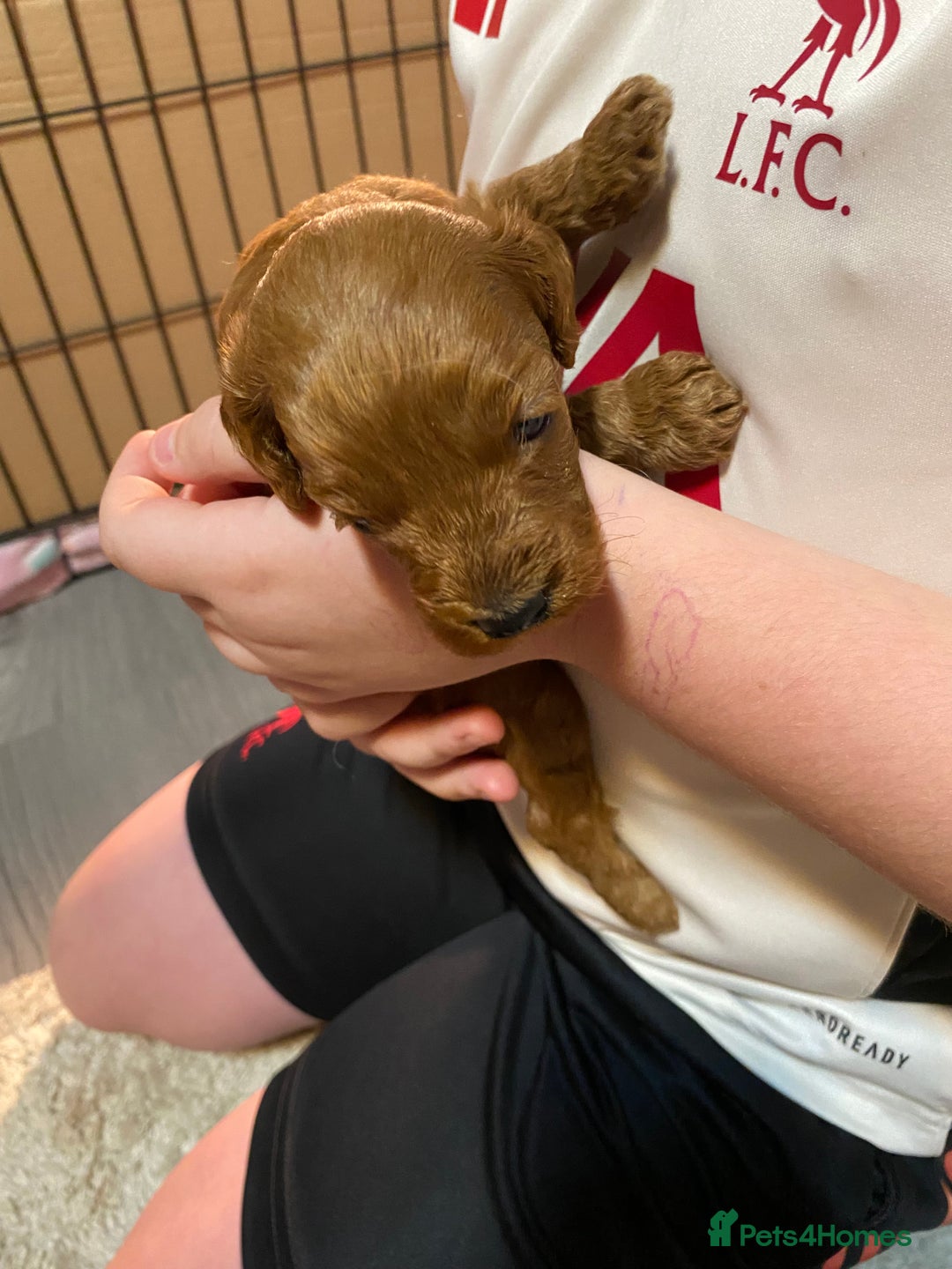 Cockapoo dogs for sale: 🐾 FLUFFY COCKAPOO PUPPIES  - Advert 5