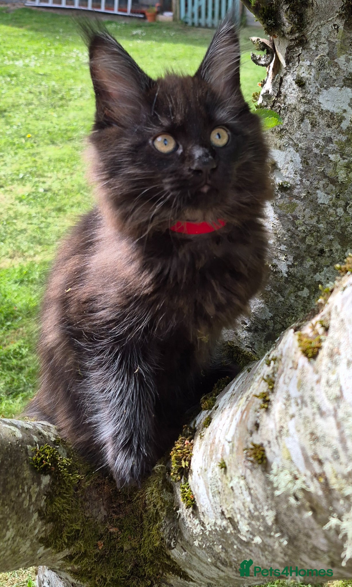 Maine Coon cats XL maine coon kittens for sale  - Advert 11