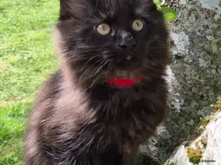 Maine Coon cats XL maine coon kittens for sale - Advert 11