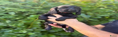 Cocker Spaniel 5