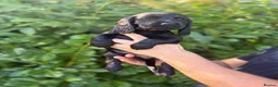 Cocker Spaniel dogs for sale: Beautiful 6 black cocker spaniel!  - Advert 13