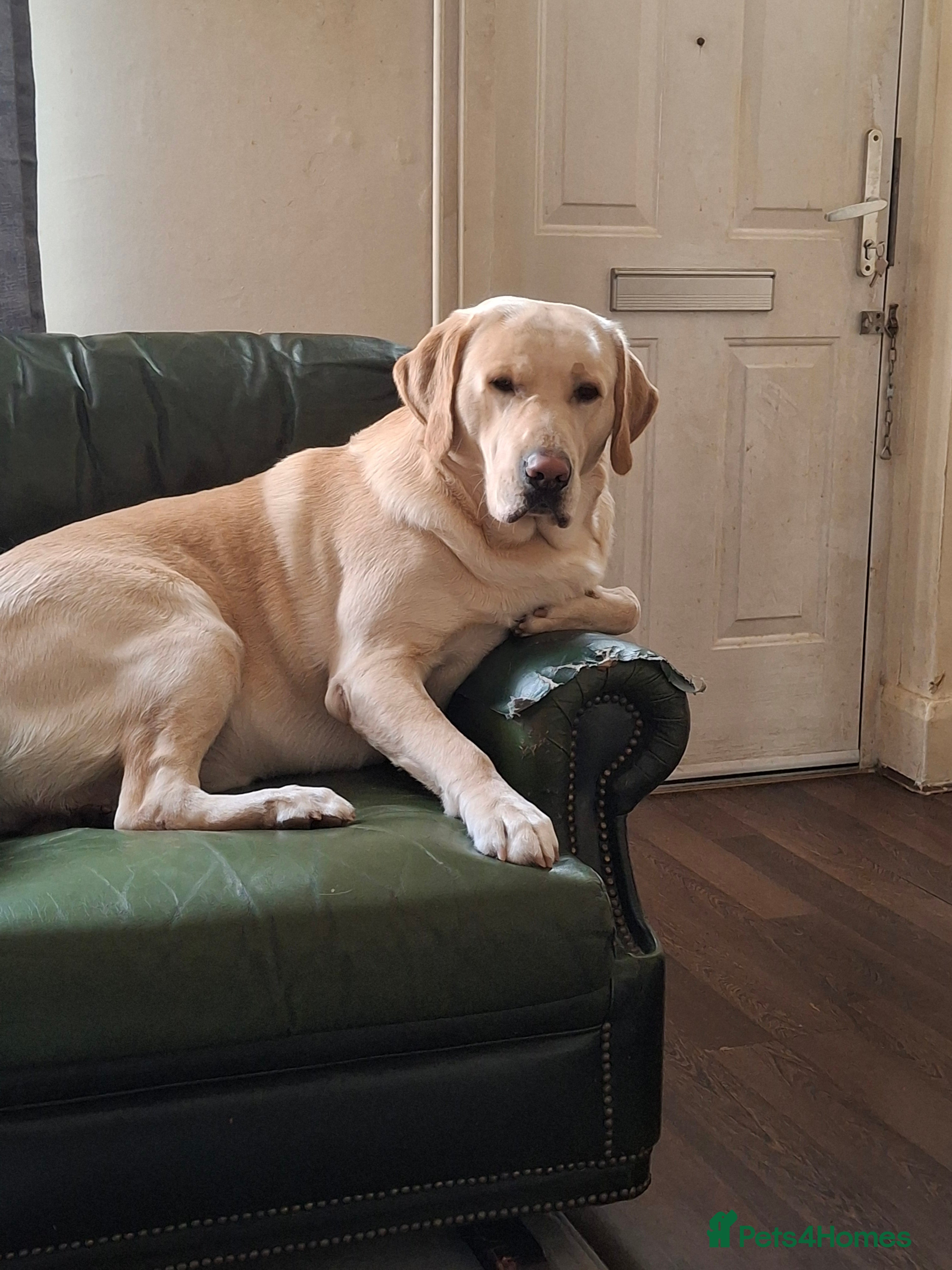 Labrador Retriever dogs for stud: Mr Leo - Advert 2