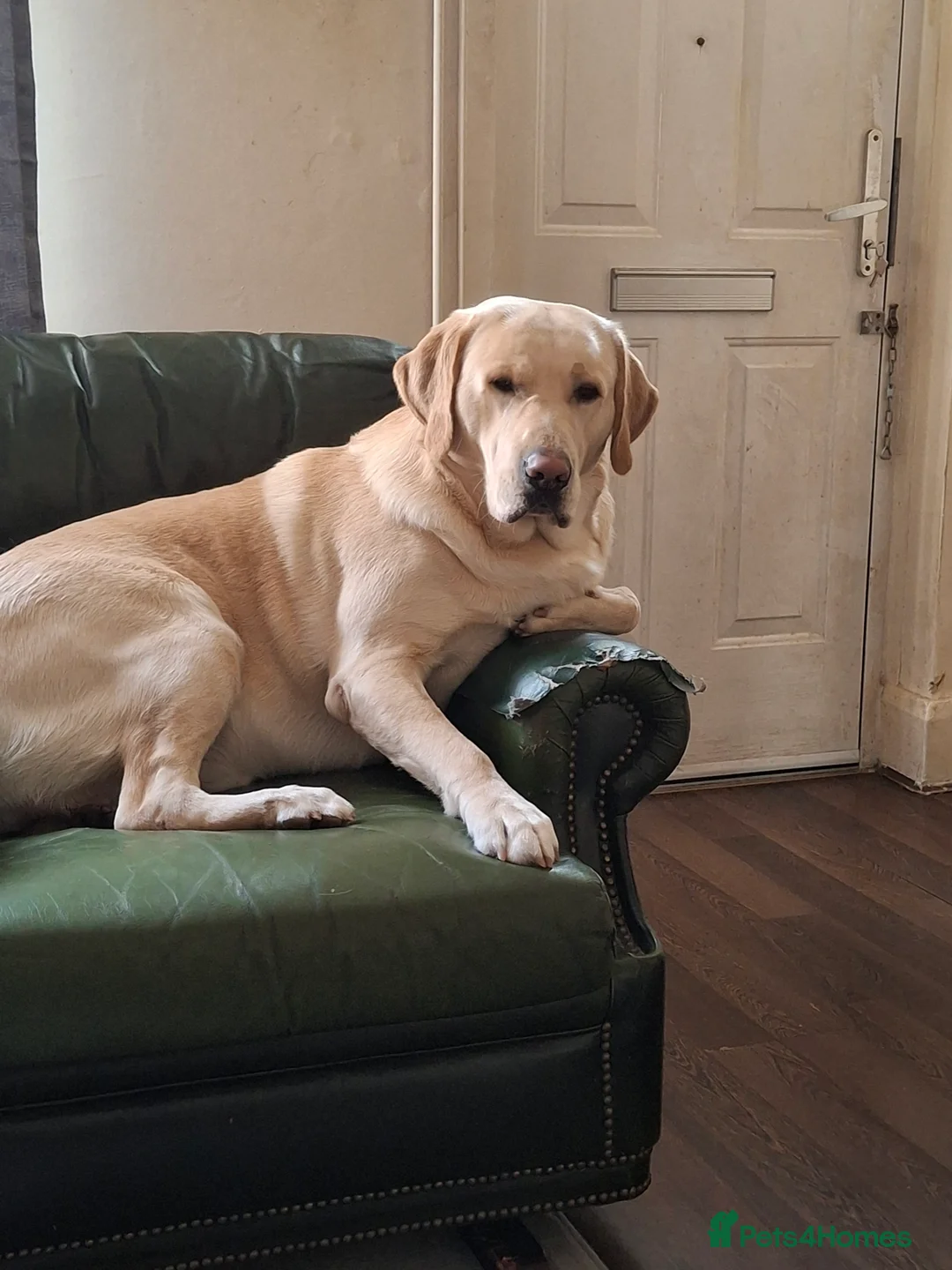 Labrador Retriever dogs for stud: Mr Leo - Advert 1