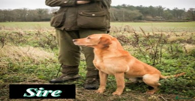 Labrador Retriever dogs - Advert 9