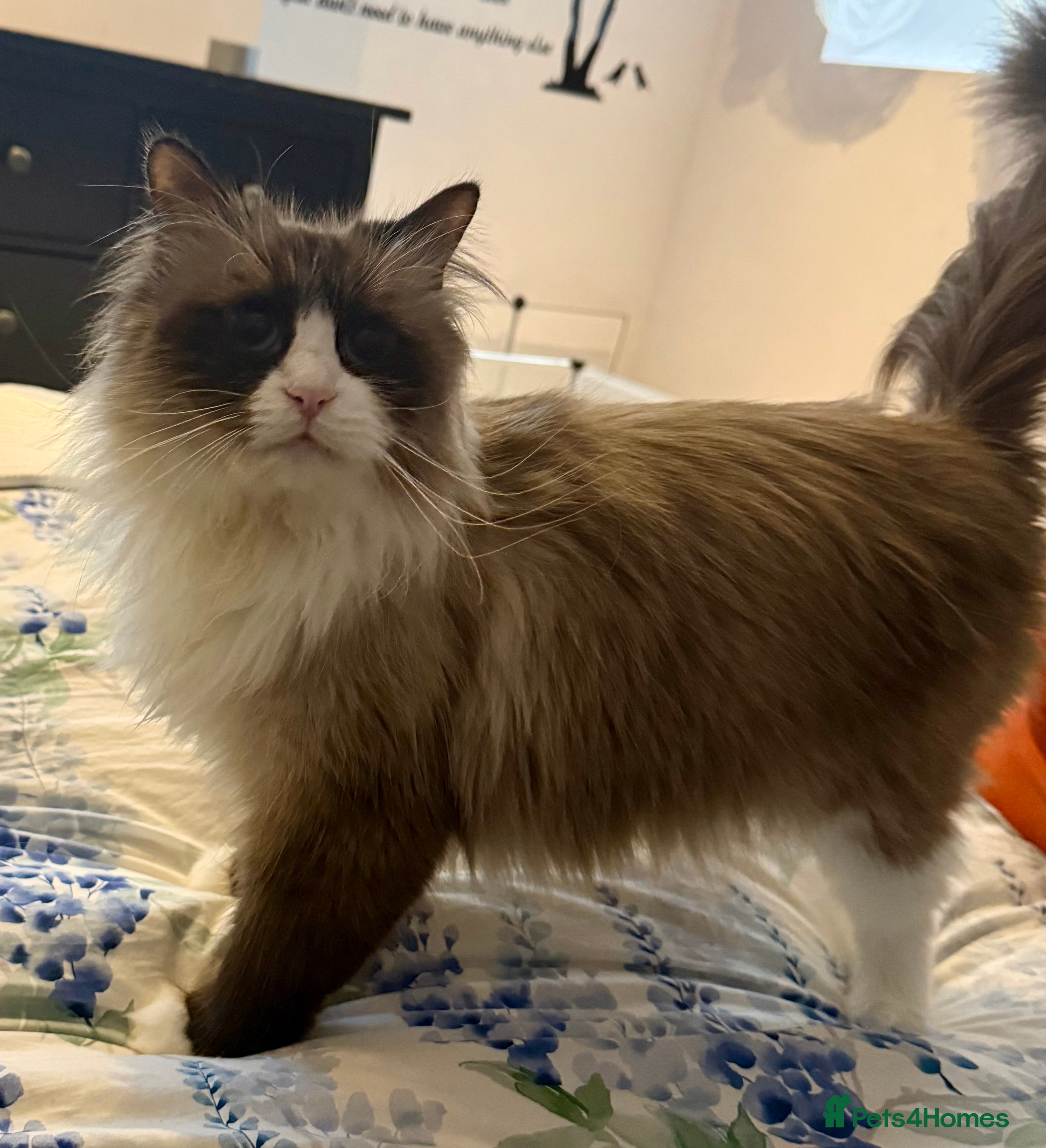 Siberian cats Looking for a loving New Home - Advert 7