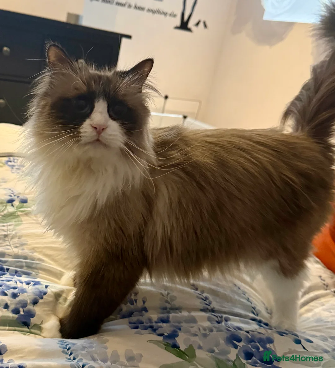 Siberian cats for sale: Looking for a loving New Home - Advert 2