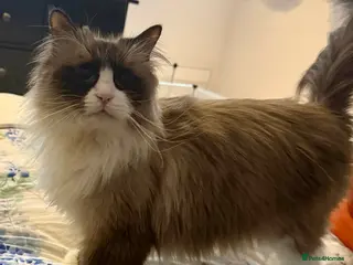 Siberian cats Looking for a loving New Home - Advert 7