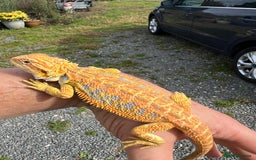 Bearded Dragon reptiles for sale: Stunning hypo bearded dragons - Image 2
