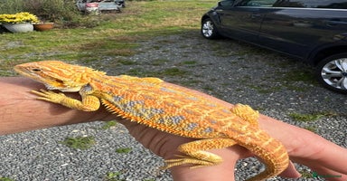 Bearded Dragon reptiles - Advert 2
