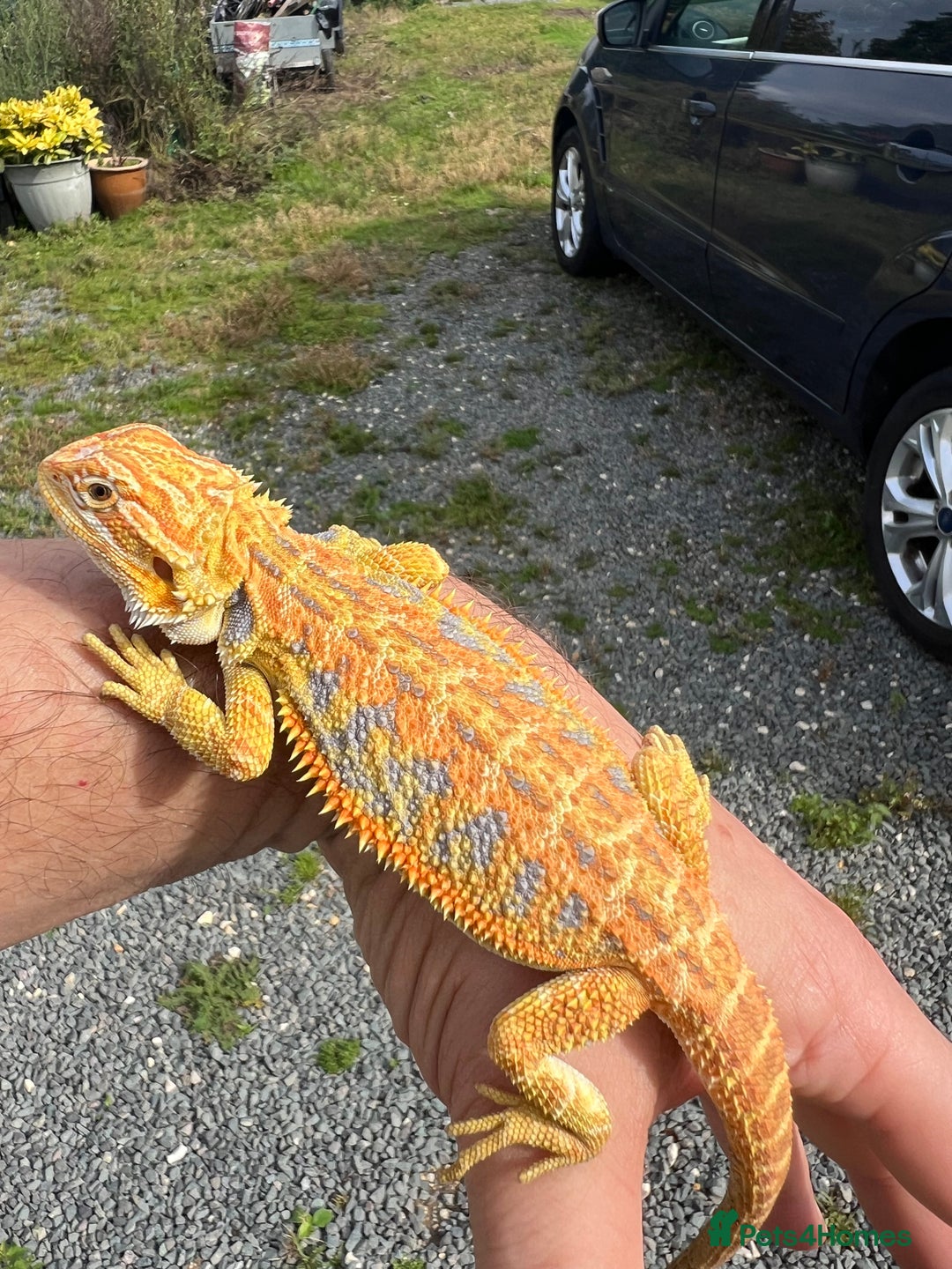 Bearded Dragon reptiles for sale: Stunning hypo bearded dragons - Image 2