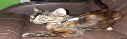 Mixed Breed cats for sale: Mixed breed  - Advert 1