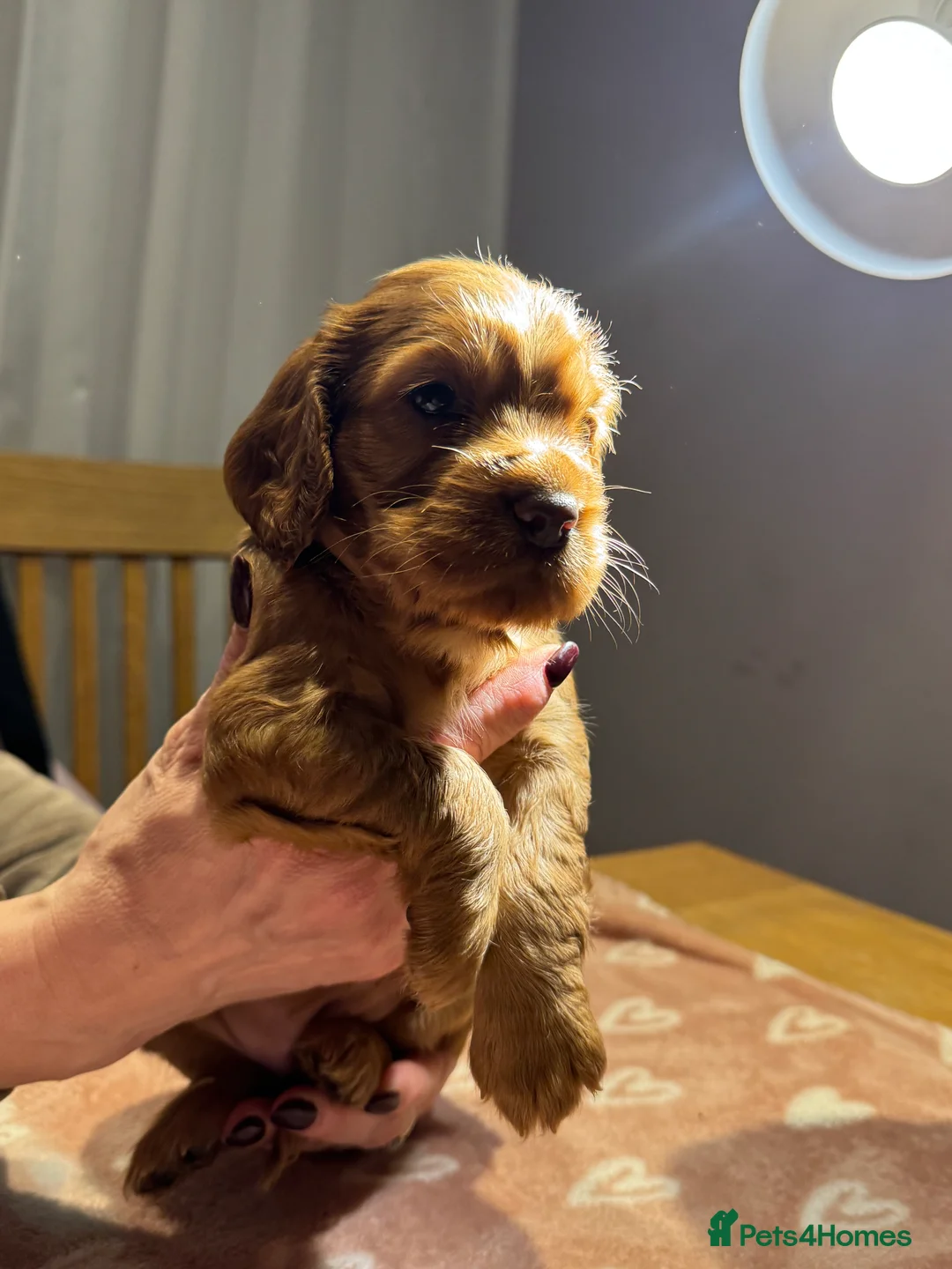 Cocker Spaniel dogs for sale: Adorable cocker spaniel puppies - Advert 27