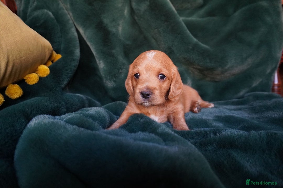 Mixed Breed dogs for sale: Schnockerpoo puppies - Advert 13