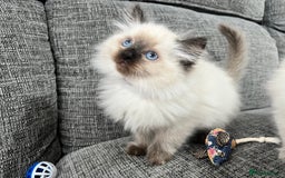 Siberian cats for sale: 🩵🩵Stunning Siberian Neva Masquerade Babies🩵🩵 - Image 1