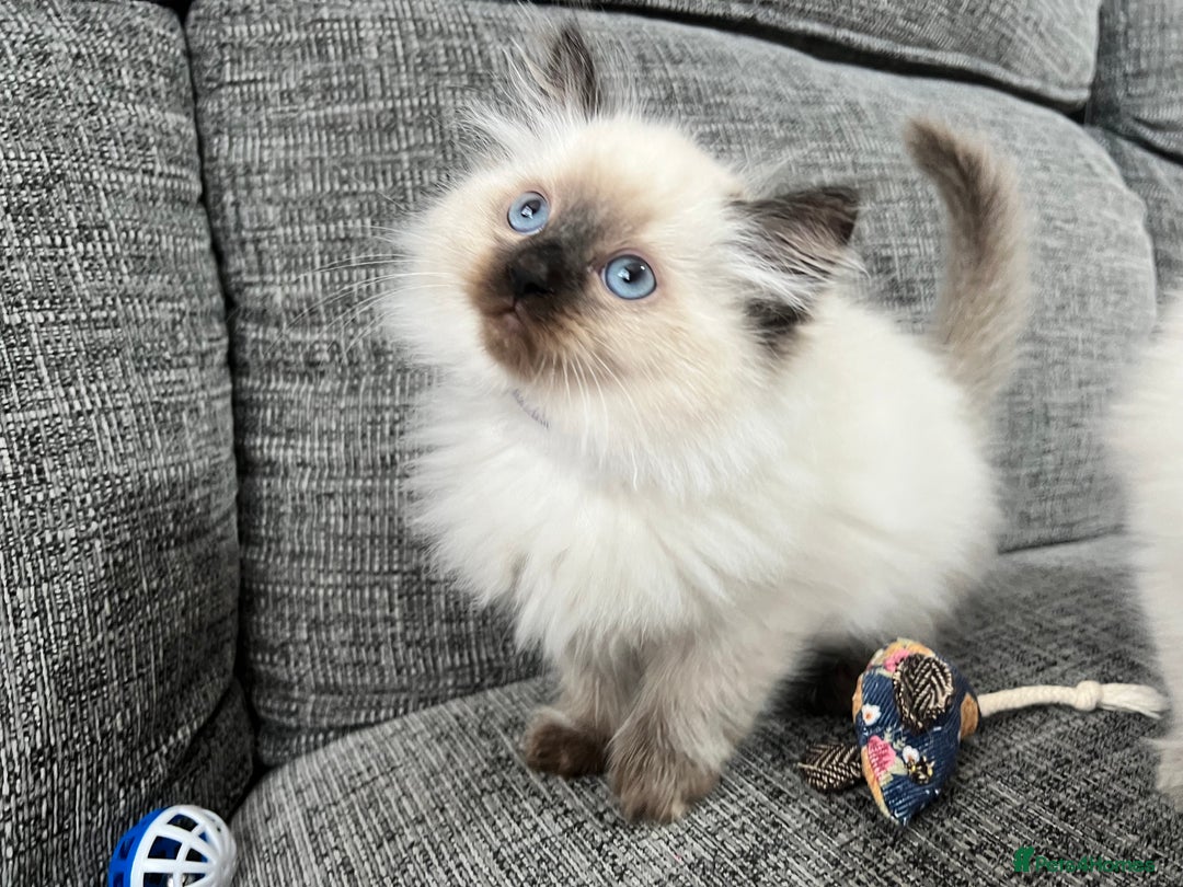 Siberian cats for sale: 🩵🩵Stunning Siberian Neva Masquerade Babies🩵🩵 - Image 1