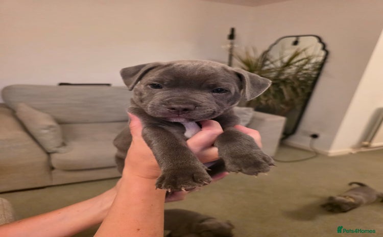Staffordshire Bull Terrier dogs - Advert 5
