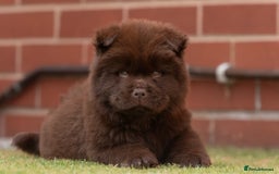 Chow Chow dogs for sale: Chow chow nation  - Image 9