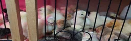 Chickens poultry for sale: NEWLY HATCHED CHICKS & Chickens different age - Advert 3