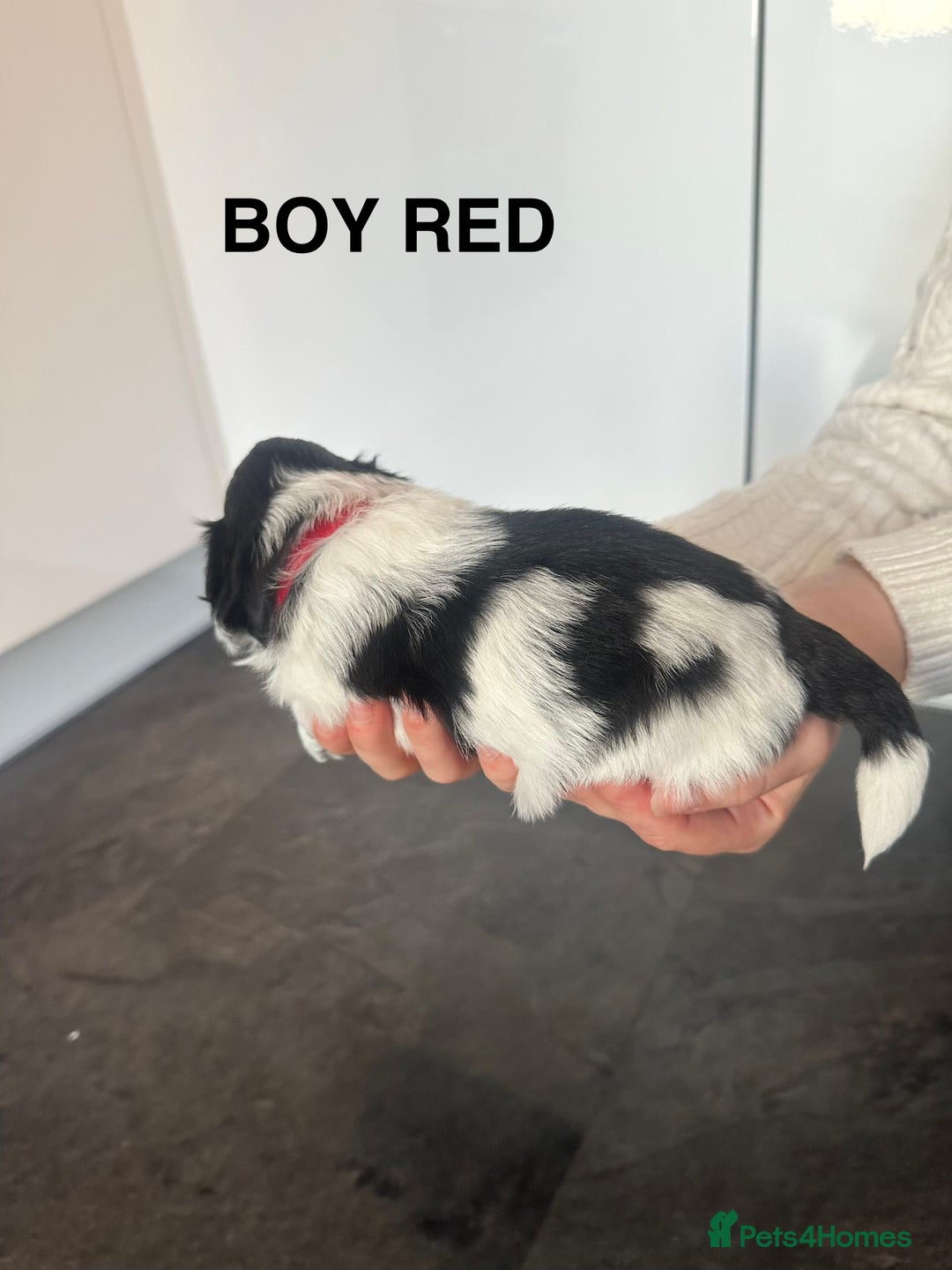 Shih Tzu dogs for sale: Shih Tzu puppies - Advert 15