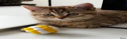 American Shorthair cats for sale: Beautiful Tabby Kittens Ready for Loving Homes - Advert 5