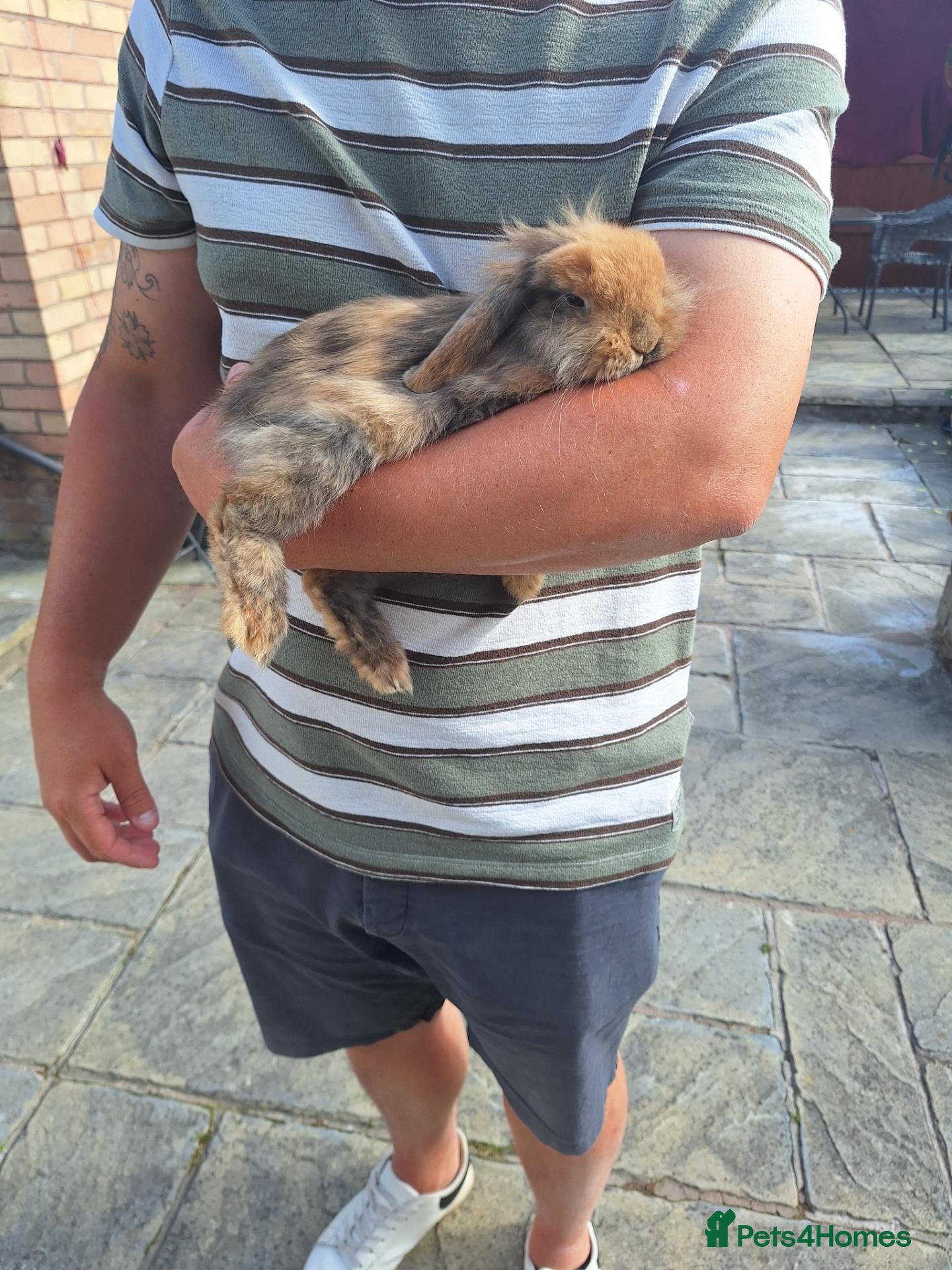 Mixed Breed rabbits Oreo .. Mini Lop - Advert 2